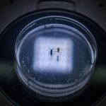 The Gamble: Can Genetically Modified Mosquitoes End Disease?